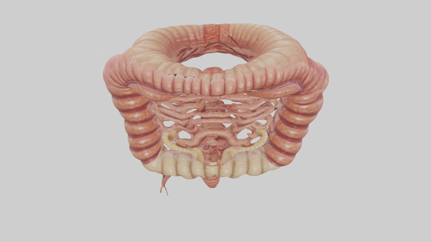3D model Human Small Intestine VR / AR / low-poly
