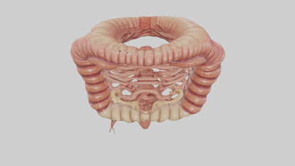 3D model Human Small Intestine VR / AR / low-poly