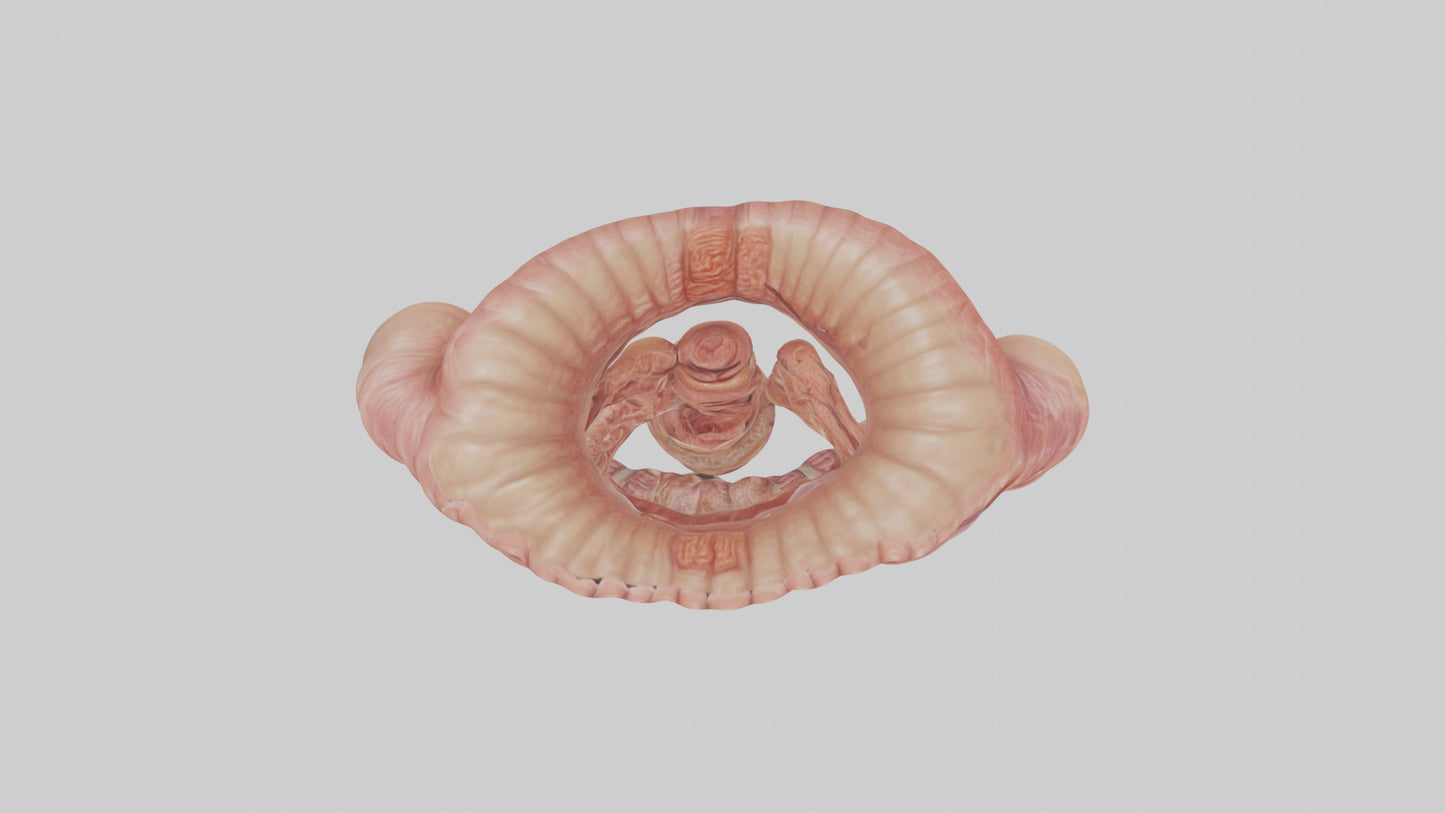 3D model Human Small Intestine VR / AR / low-poly