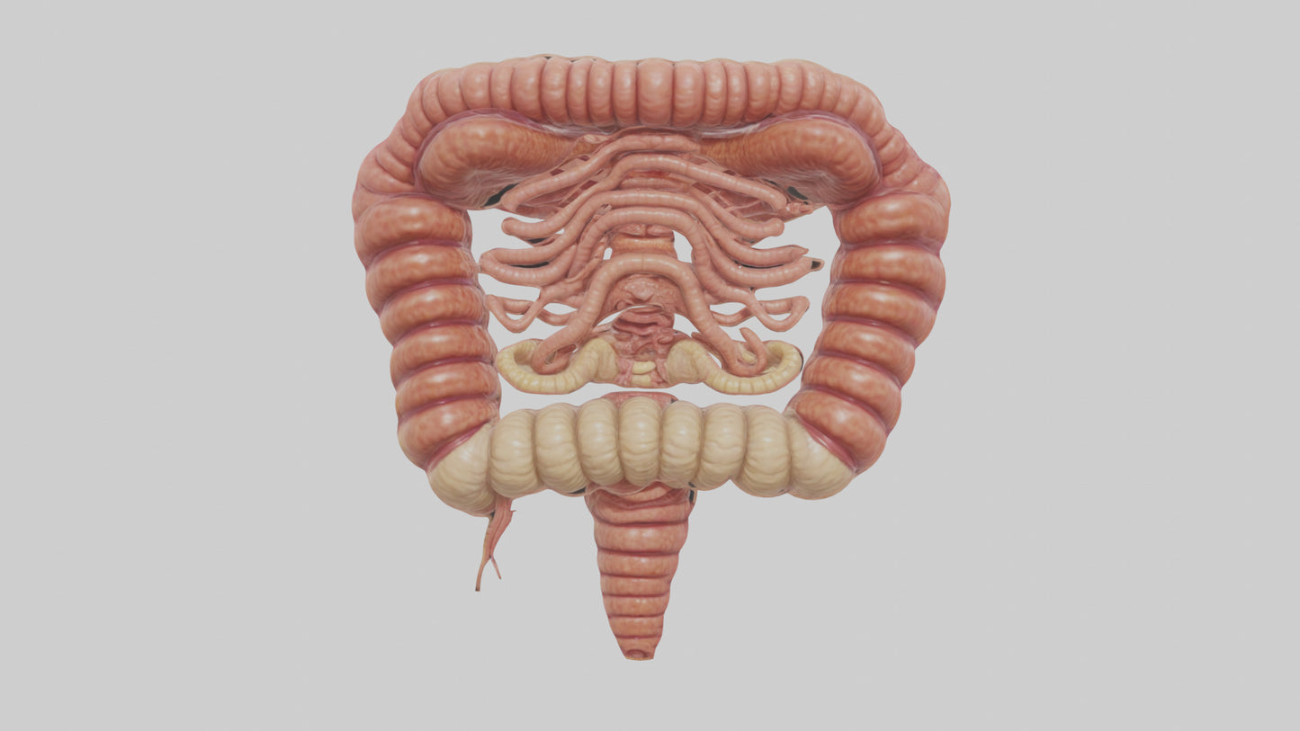 3D model Human Small Intestine VR / AR / low-poly