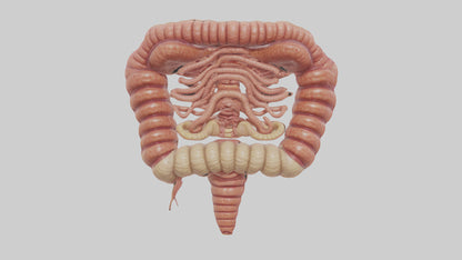 3D model Human Small Intestine VR / AR / low-poly