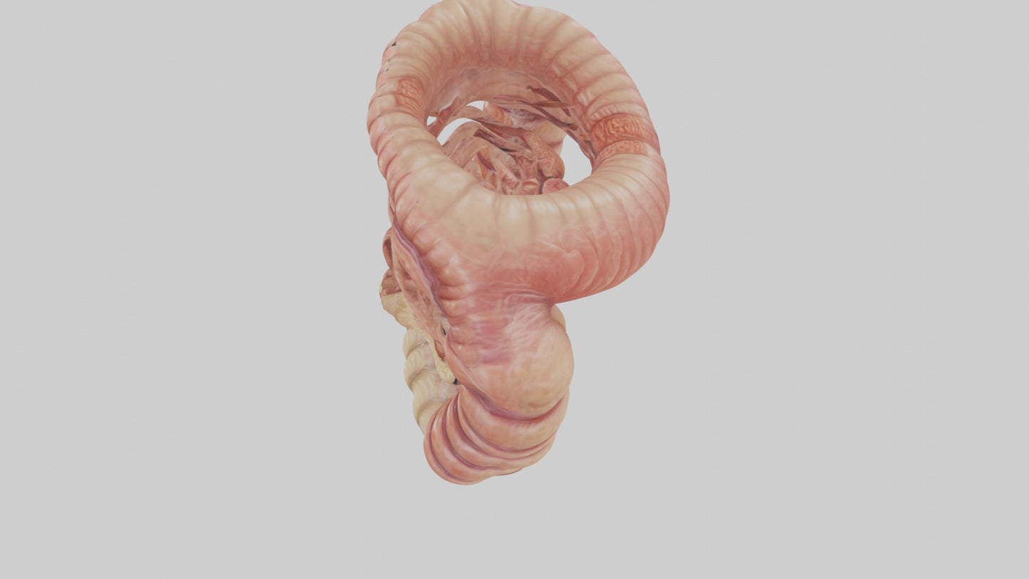 3D model Human Small Intestine VR / AR / low-poly