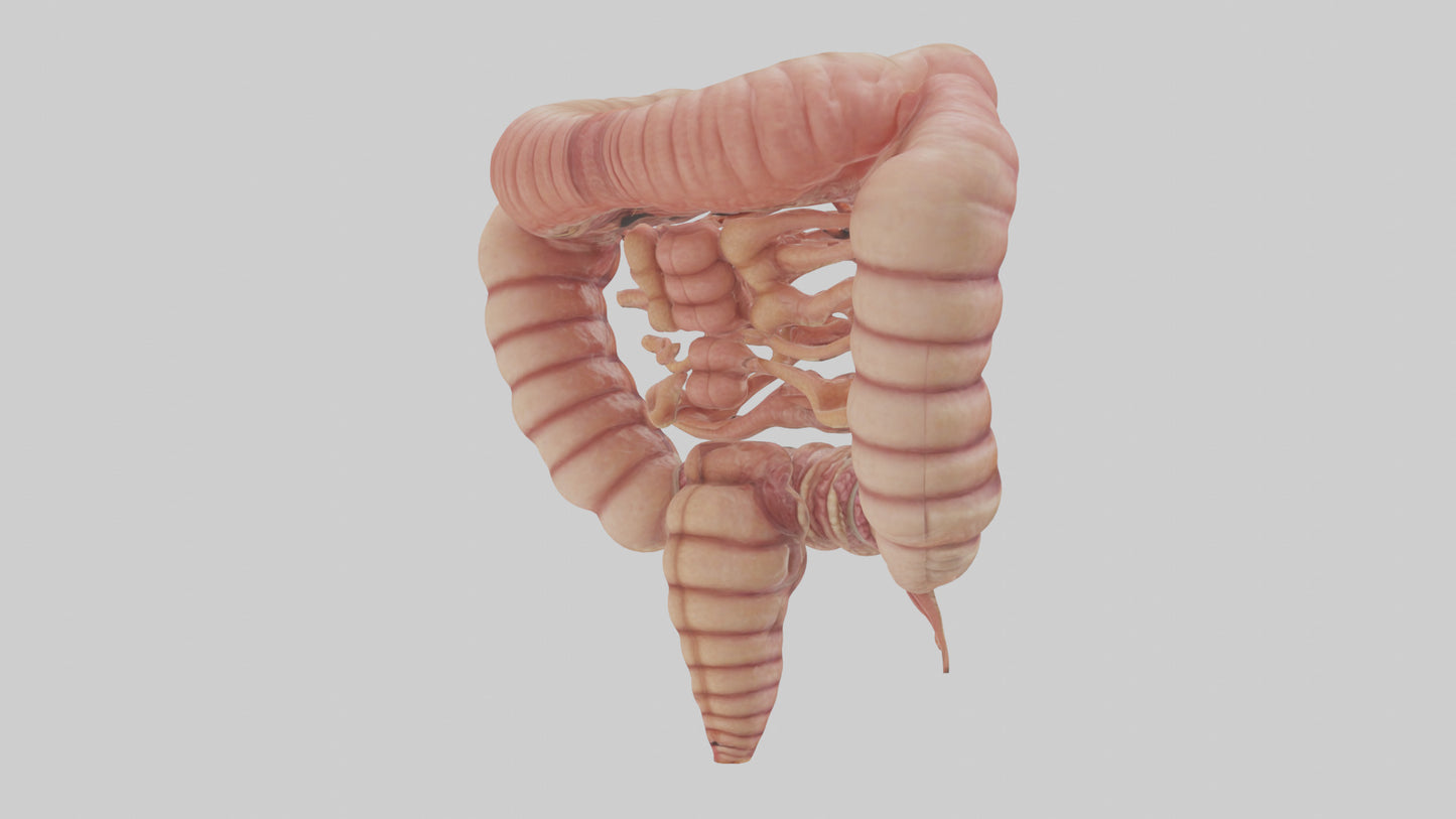3D model Human Small Intestine VR / AR / low-poly