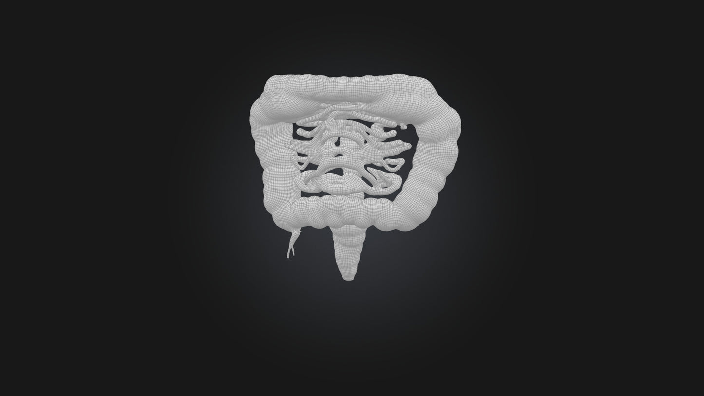 3D model Human Small Intestine VR / AR / low-poly