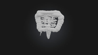 3D model Human Small Intestine VR / AR / low-poly