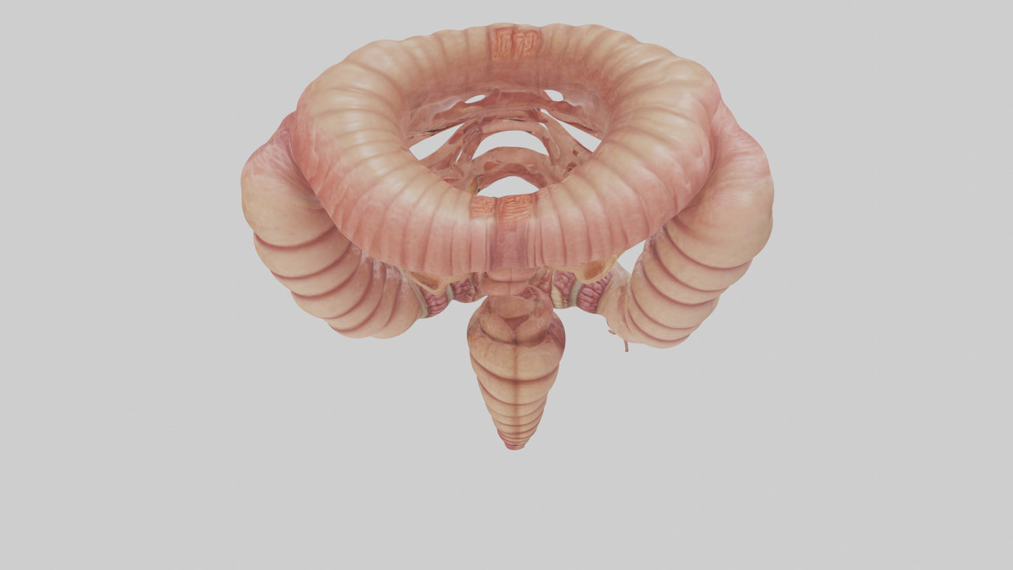 3D model Human Small Intestine VR / AR / low-poly