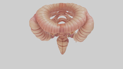 3D model Human Small Intestine VR / AR / low-poly