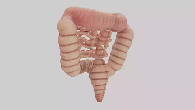 3D model Human Small Intestine VR / AR / low-poly