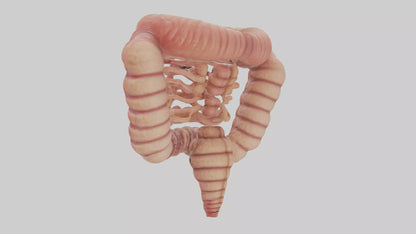 3D model Human Small Intestine VR / AR / low-poly