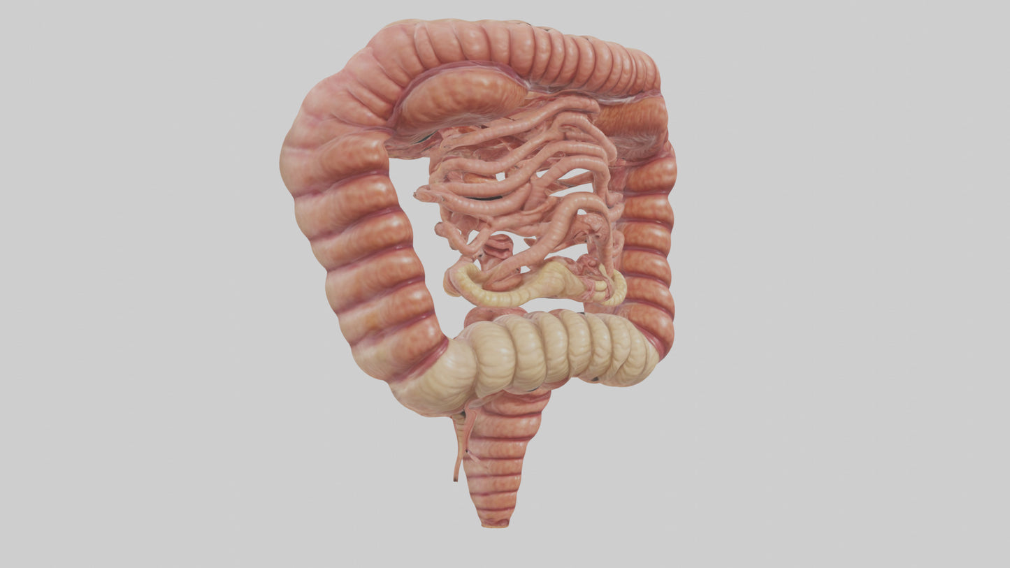 3D model Human Small Intestine VR / AR / low-poly