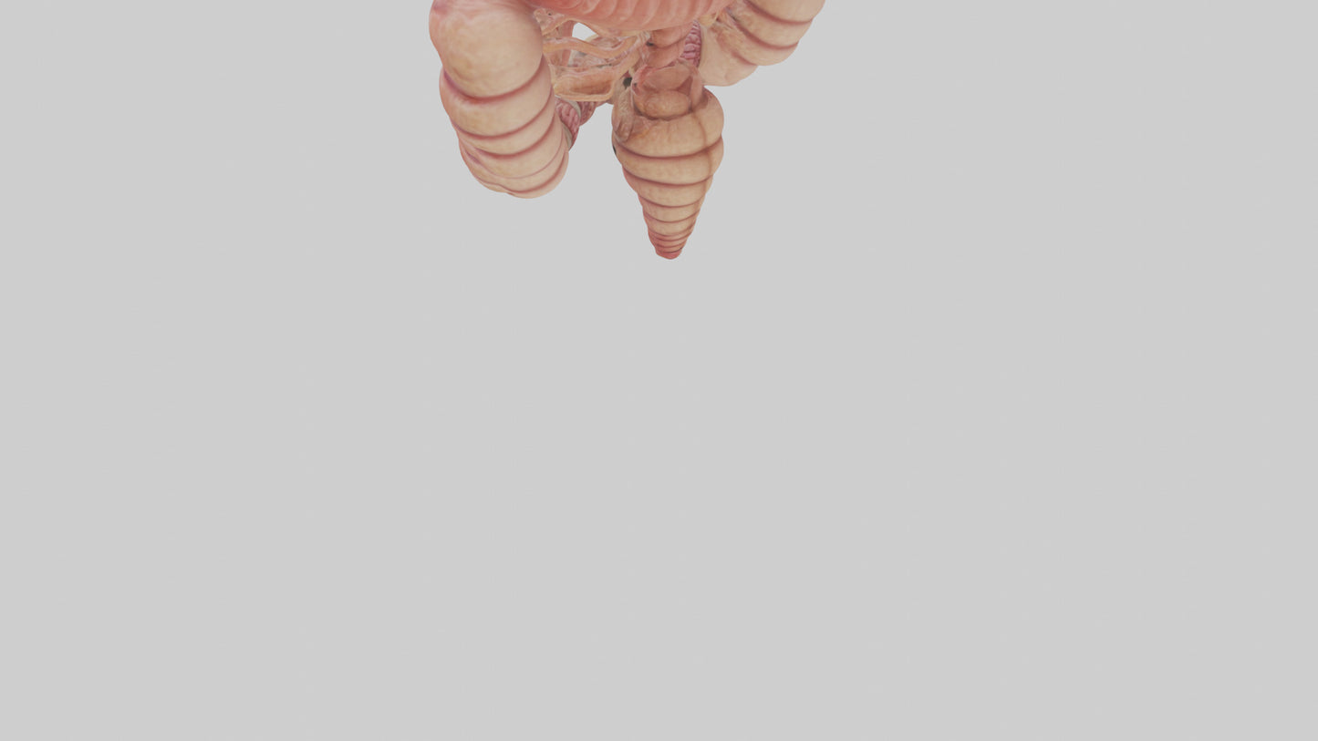 3D model Human Small Intestine VR / AR / low-poly