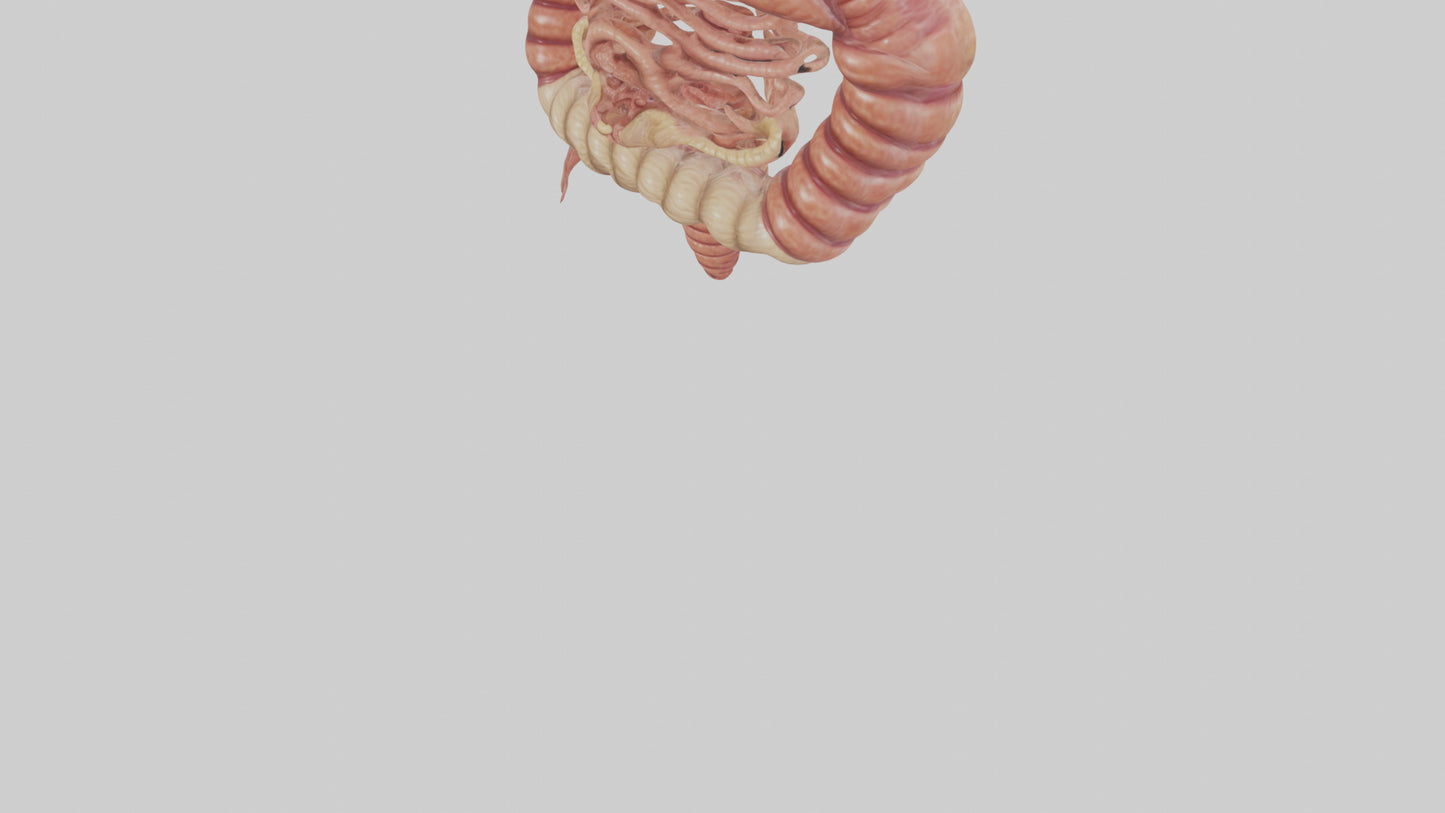 3D model Human Small Intestine VR / AR / low-poly