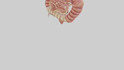 3D model Human Small Intestine VR / AR / low-poly