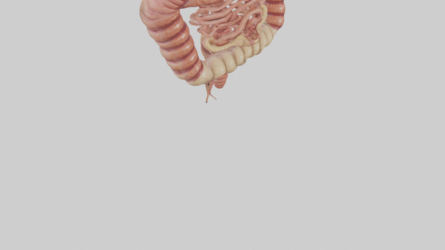 3D model Human Small Intestine VR / AR / low-poly