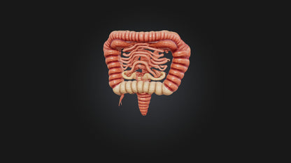 3D model Human Small Intestine VR / AR / low-poly