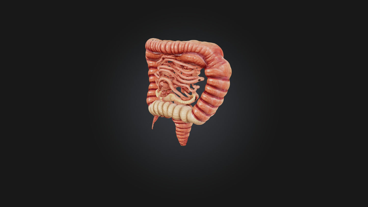 3D model Human Small Intestine VR / AR / low-poly