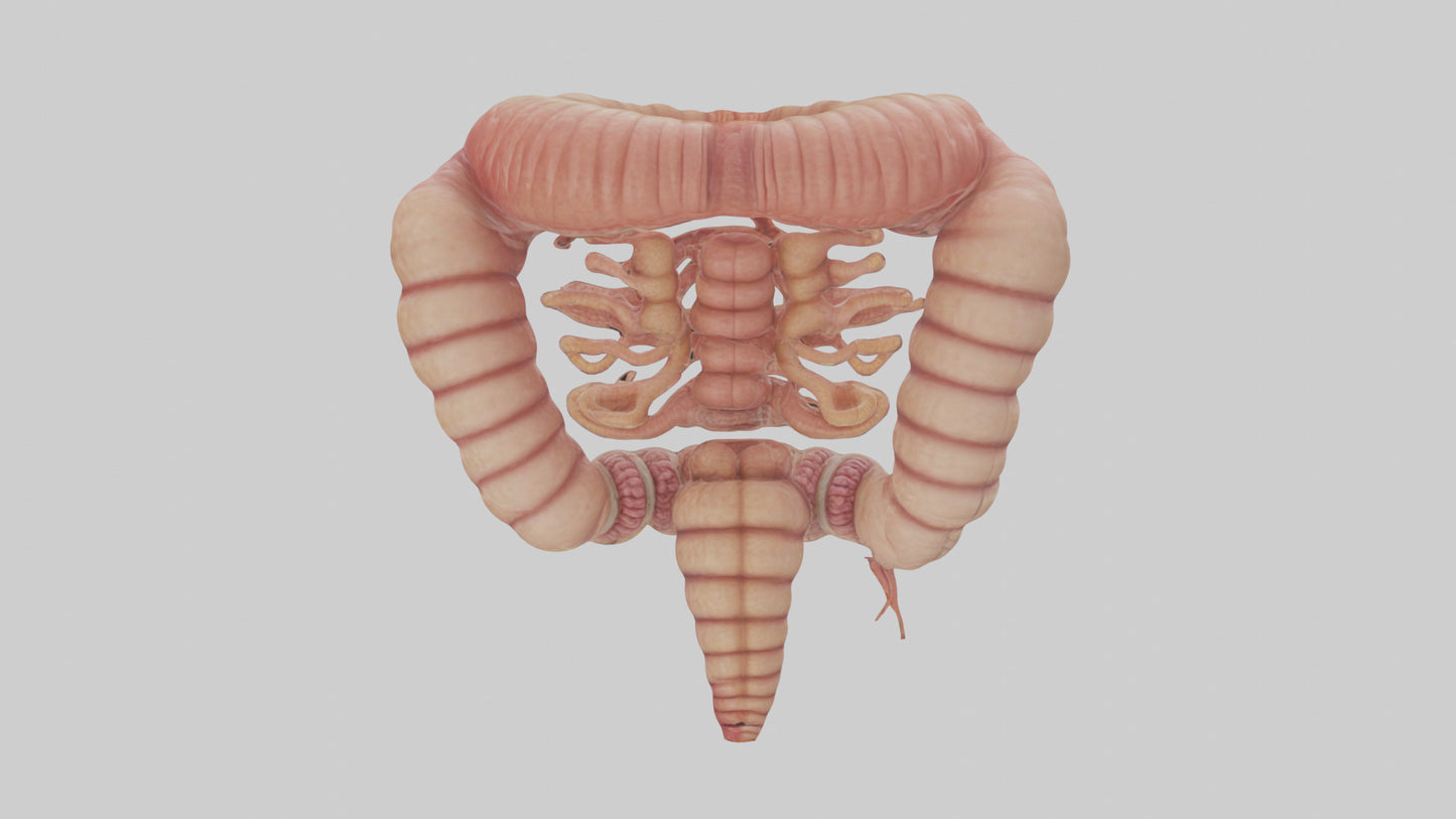 3D model Human Small Intestine VR / AR / low-poly