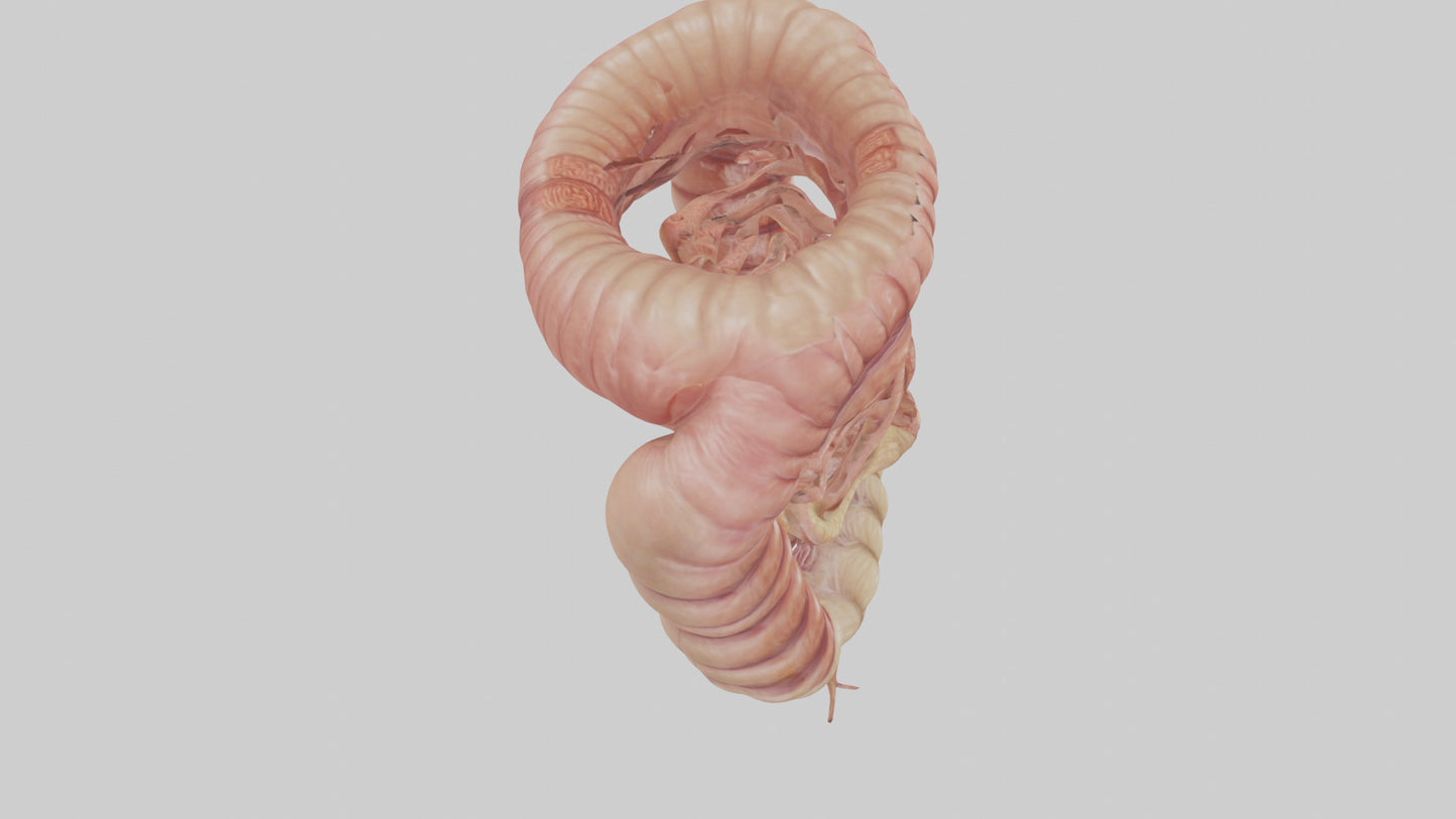 3D model Human Small Intestine VR / AR / low-poly