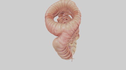 3D model Human Small Intestine VR / AR / low-poly