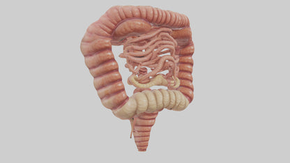 3D model Human Small Intestine VR / AR / low-poly