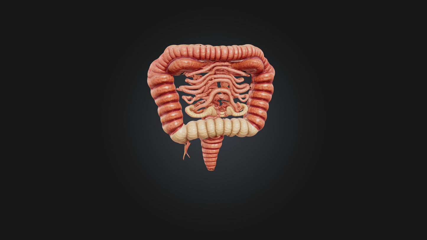3D model Human Small Intestine VR / AR / low-poly