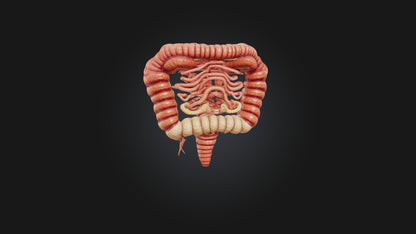 3D model Human Small Intestine VR / AR / low-poly
