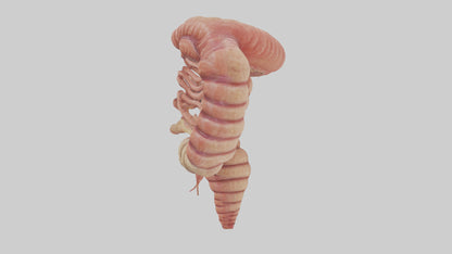 3D model Human Small Intestine VR / AR / low-poly