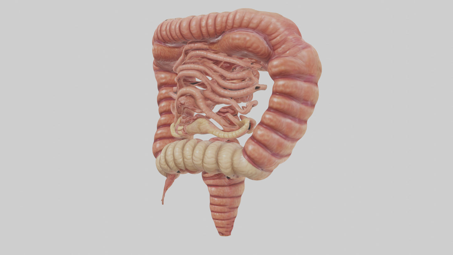 3D model Human Small Intestine VR / AR / low-poly