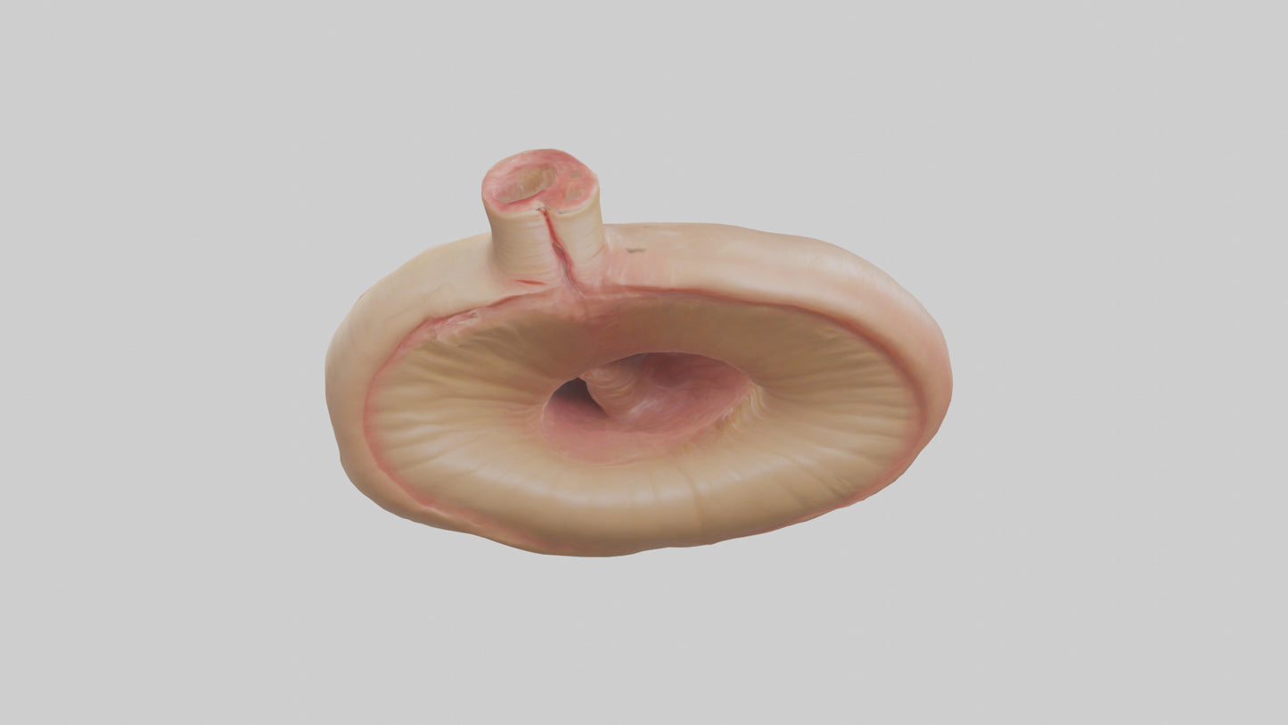 3D model Human Sphincter Model VR / AR / low-poly