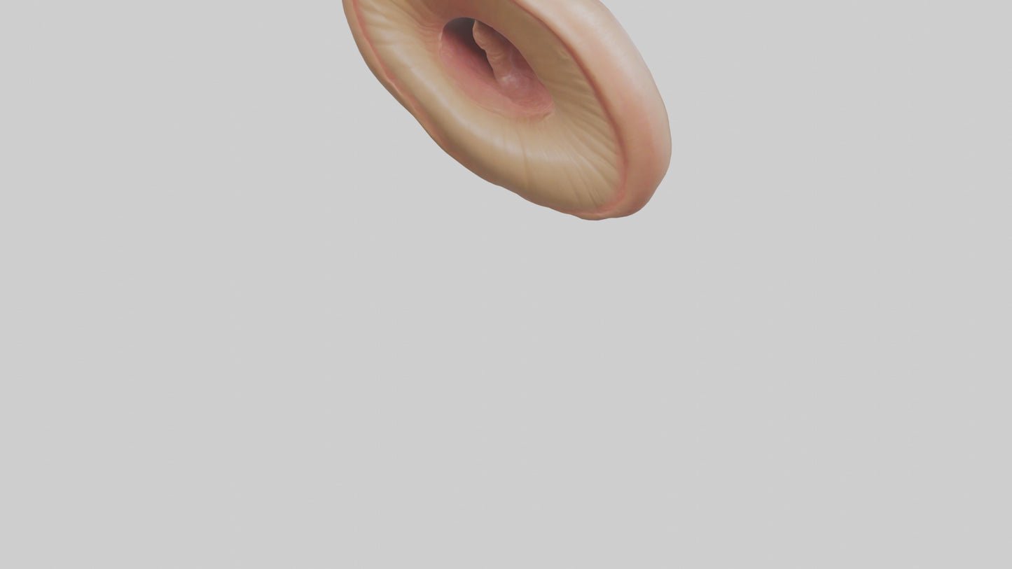 3D model Human Sphincter Model VR / AR / low-poly