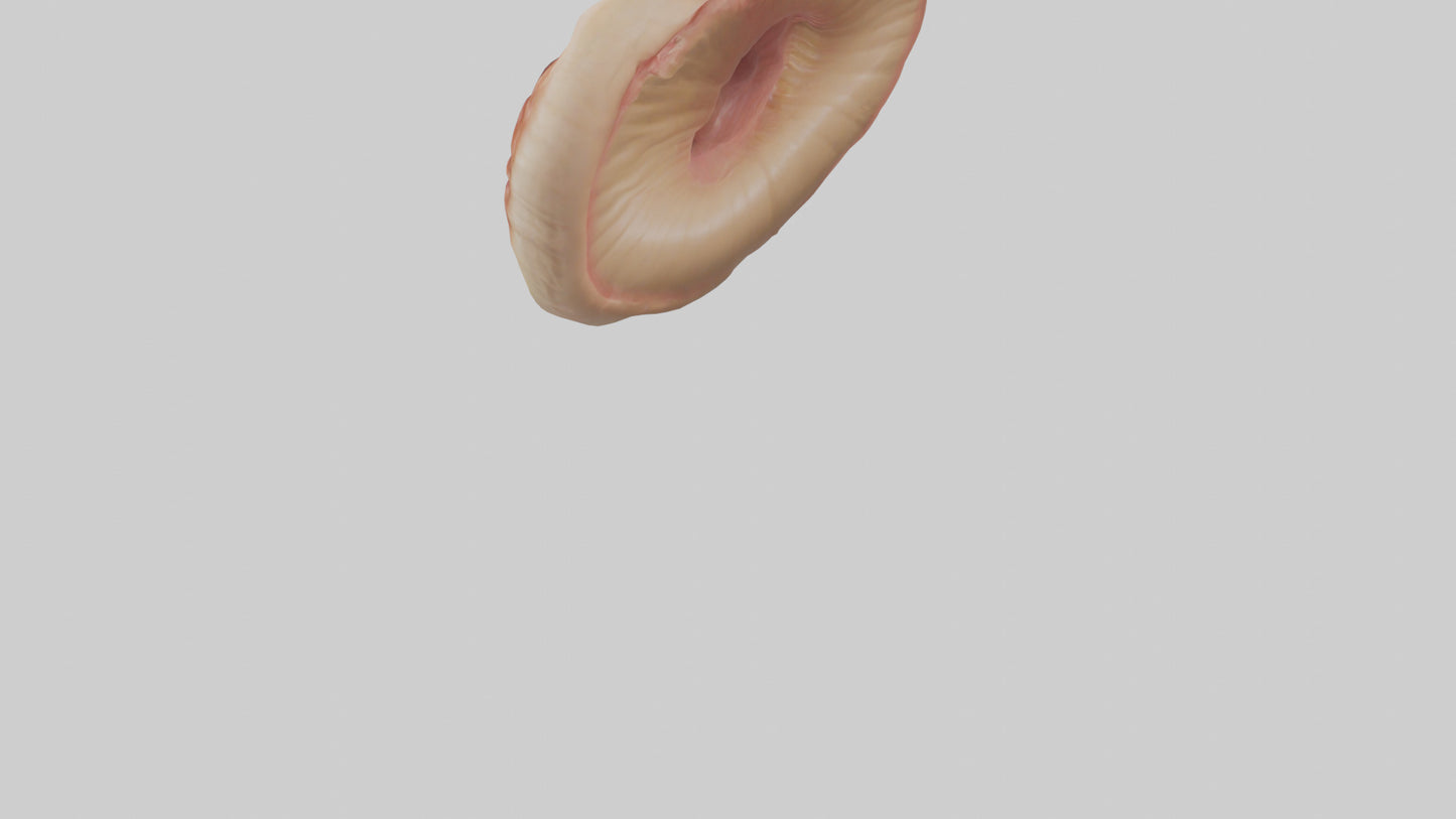 3D model Human Sphincter Model VR / AR / low-poly