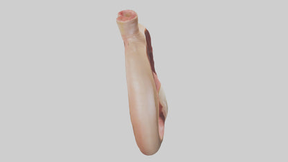 3D model Human Sphincter Model VR / AR / low-poly