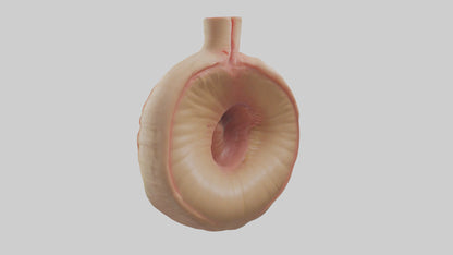 3D model Human Sphincter Model VR / AR / low-poly