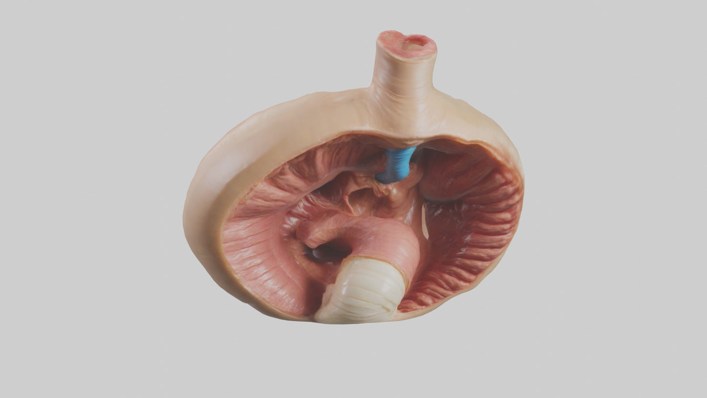 3D model Human Sphincter Model VR / AR / low-poly