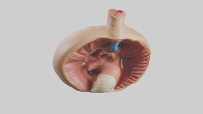 3D model Human Sphincter Model VR / AR / low-poly