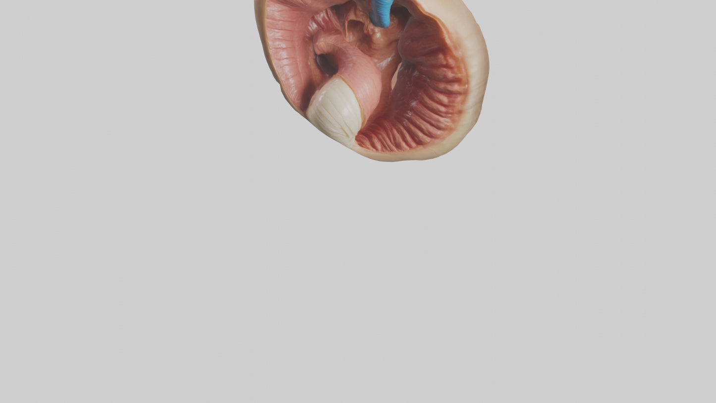 3D model Human Sphincter Model VR / AR / low-poly