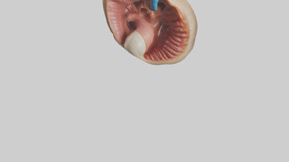 3D model Human Sphincter Model VR / AR / low-poly