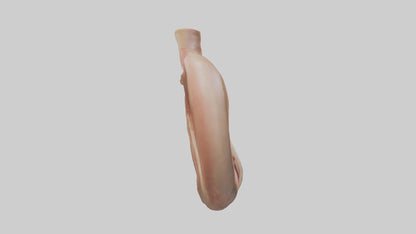 3D model Human Sphincter Model VR / AR / low-poly