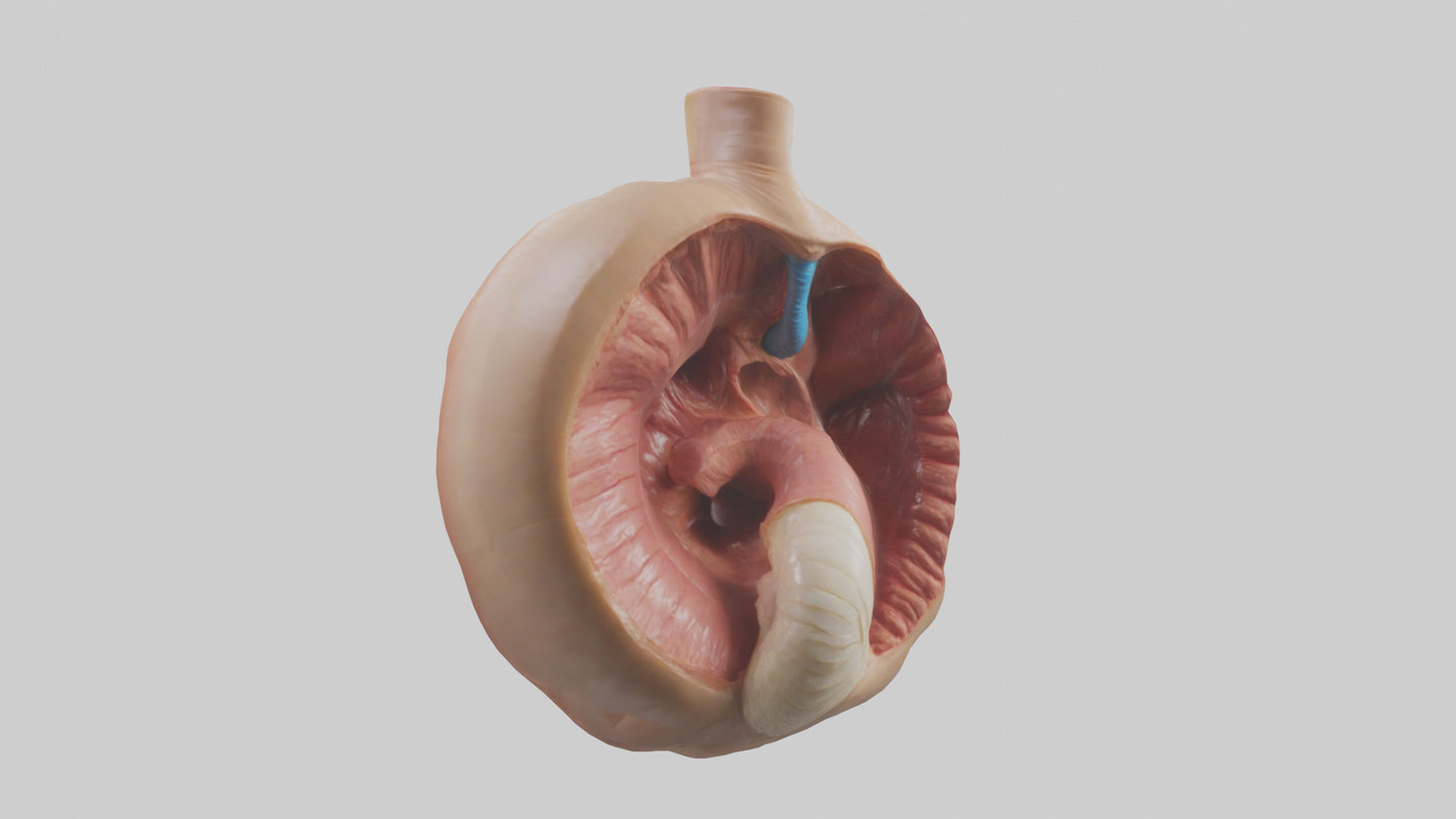3D model Human Sphincter Model VR / AR / low-poly