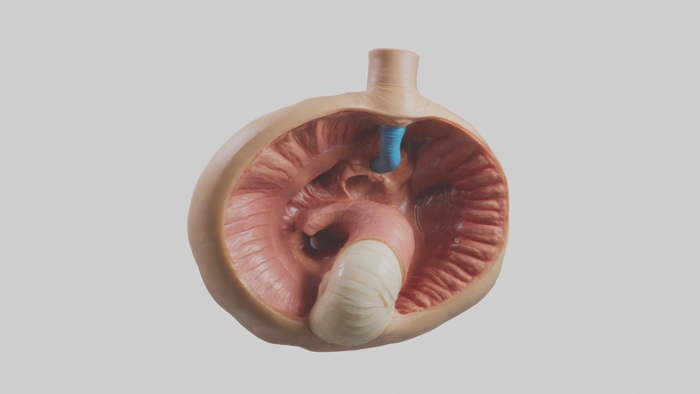 3D model Human Sphincter Model VR / AR / low-poly