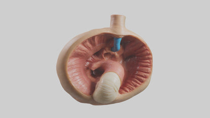 3D model Human Sphincter Model VR / AR / low-poly