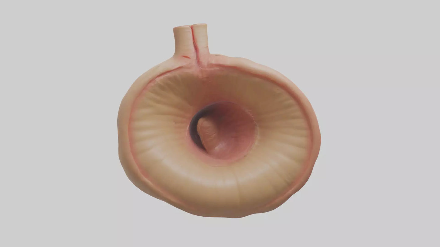 3D model Human Sphincter Model VR / AR / low-poly