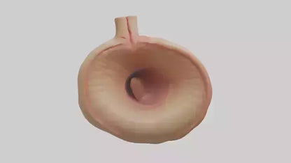 3D model Human Sphincter Model VR / AR / low-poly