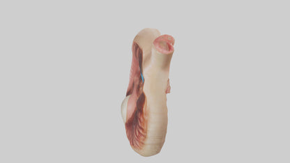 3D model Human Sphincter Model VR / AR / low-poly