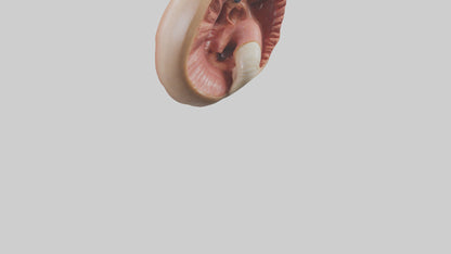 3D model Human Sphincter Model VR / AR / low-poly