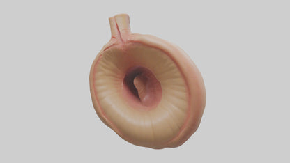 3D model Human Sphincter Model VR / AR / low-poly
