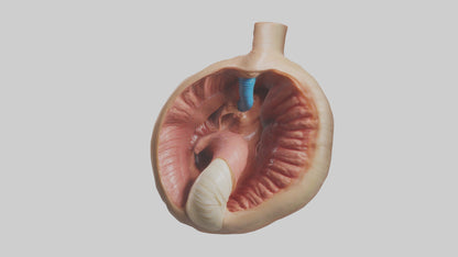 3D model Human Sphincter Model VR / AR / low-poly