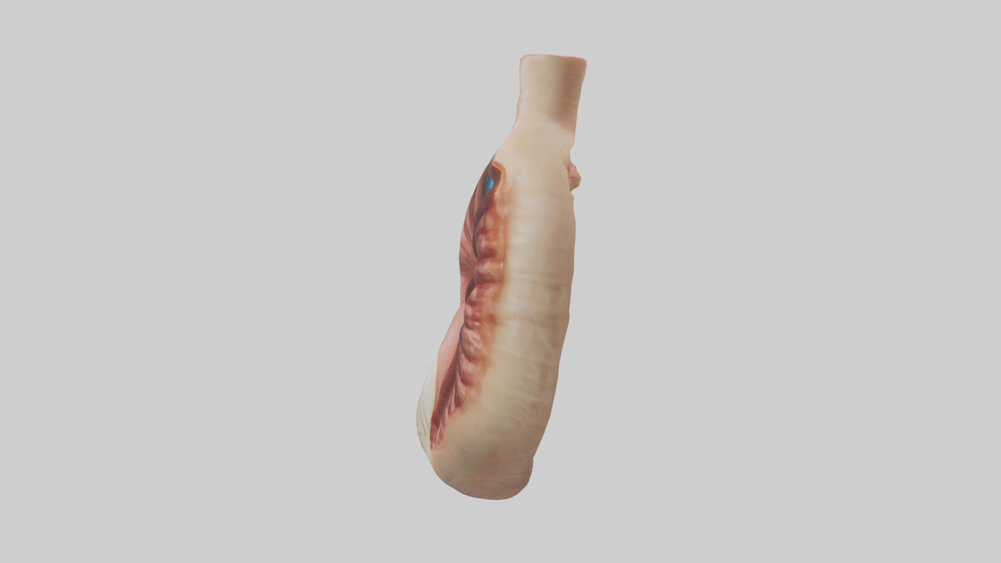 3D model Human Sphincter Model VR / AR / low-poly