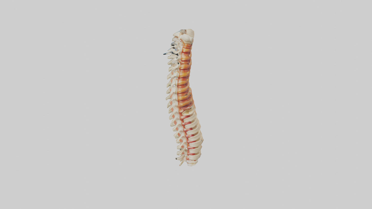 Human Spinal Cord Model VR / AR / low-poly