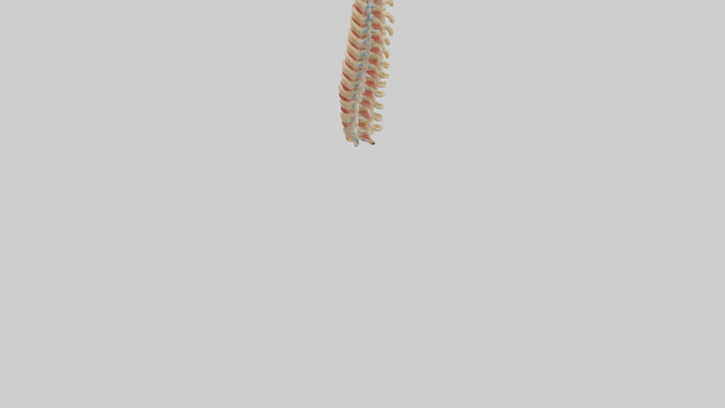 Human Spinal Cord Model VR / AR / low-poly